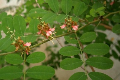 Cây dược liệu cây Chàm, Chàm đậu - Indigofera tinctoria L