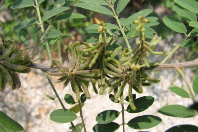 Cây dược liệu cây Chàm bụi - Indigofera suffruticosa Mill. (I. anil L.) var. polyphylla DC