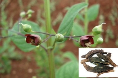 Chữa ho lâu ngày do nhiễm lạnh với cây hắc sâm (huyền sâm)