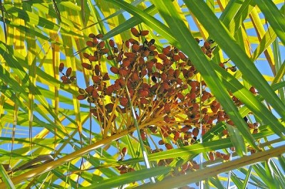 Cây dược liệu cây Chà là biển, Cây cứt chuột - Phoenix paludosa Roxb