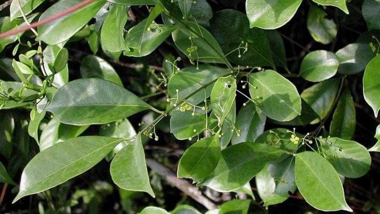 Cây dược liệu cây Chân danh Trung Quốc, Đỗ Trọng tía - Eunonymus chinensis Lindl