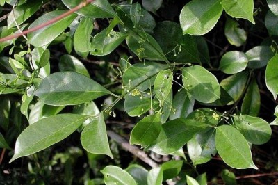 Cây dược liệu cây Chân danh Trung Quốc, Đỗ Trọng tía - Eunonymus chinensis Lindl