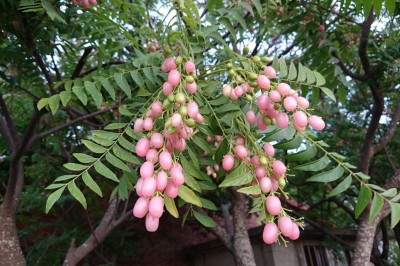 Cây dược liệu cây Châm châu, Hồng bì dại, Dâm hôi, Mắc mật, Giổi - Clausena excavata Burm. f