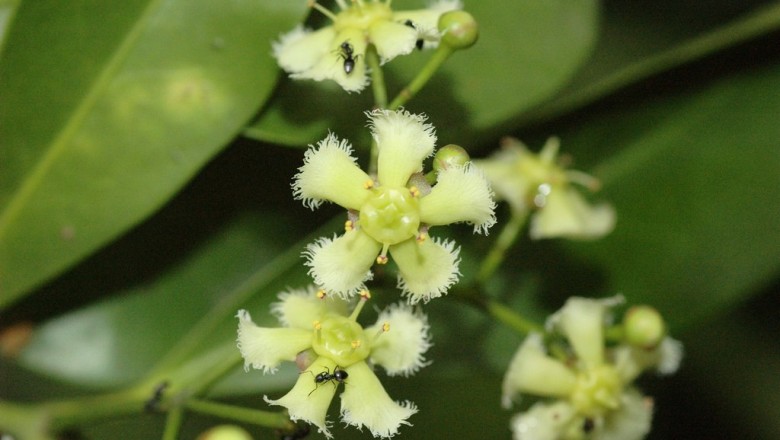 Cây dược liệu cây Chân danh nam -Euonymus cochinchinensis Pierre