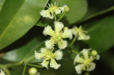 Cây dược liệu cây Chân danh nam -Euonymus cochinchinensis Pierre