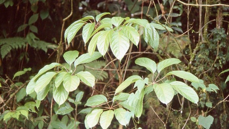 Cây dược liệu cây Chân chim núi đá, Chân chim lớn, Đại đinh hai hột - Macropanax dispermus (Blume) Kuntze (M. oreophilus Miq.)