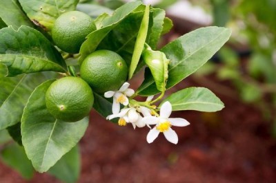 Cây dược liệu cây Chanh, Chanh ta - Citrus aurantifolia (Christm et Panzer) Swingle (C. medica L. var. acida Hook.f.)