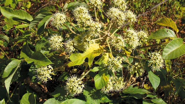 Cây dược liệu cây Chân chim núi - Schefflera petelotii Merr