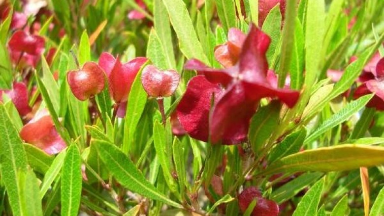 Cây dược liệu cây Chành ràng, Chành rành, Chằn rằn - Dodonaea viscosa (L.) Jacq