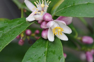 Cây dược liệu cây Chanh kiên - Citrus limonia Osbeck