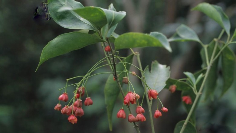 Cây dược liệu cây Chân danh hoa thưa - Euonymus laxiflorus Champ
