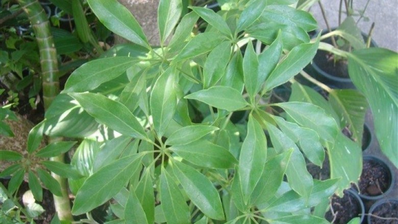 Cây dược liệu cây Chân chim leo hoa trắng - Schefflera leucantha R. Vig