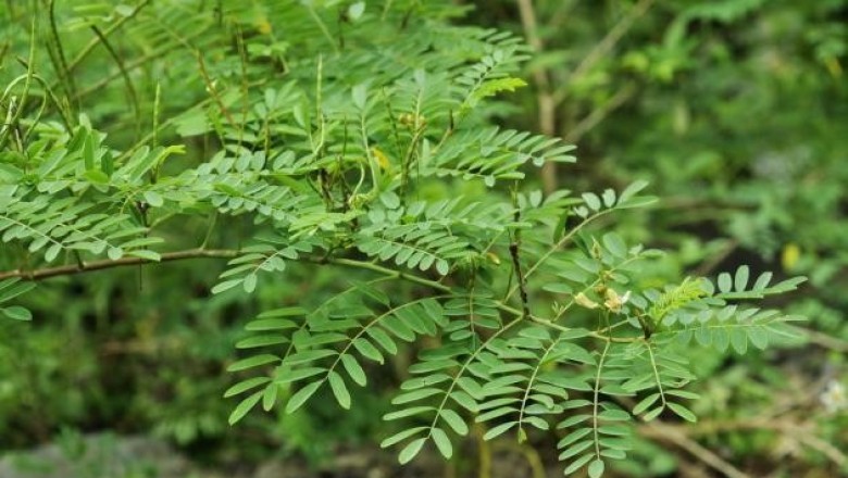 Cây dược liệu cây Chàm dại, Xà chàm, Chàm quả nhọn - Indigofera galegoides DC