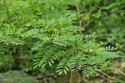 Cây dược liệu cây Chàm dại, Xà chàm, Chàm quả nhọn - Indigofera galegoides DC