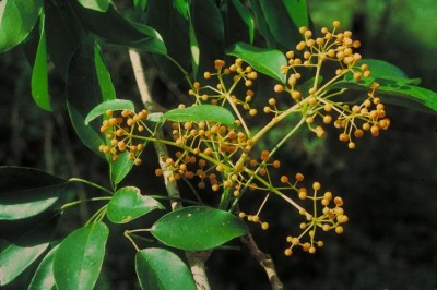 Cây dược liệu cây Châm chim leo - Schefflera elliplica (Blume) Harms