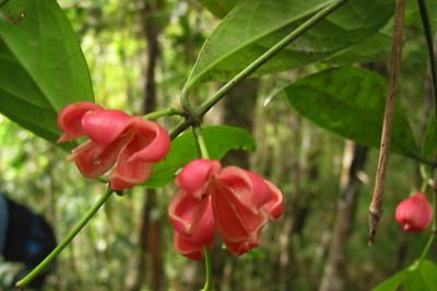 Cây dược liệu cây Chân danh Tà lơn - Eunoymus javanicus Blume var. talungensis Pierre