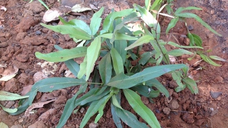 Cây dược liệu cây Chan chan - Niebuhria siamensis Kurz