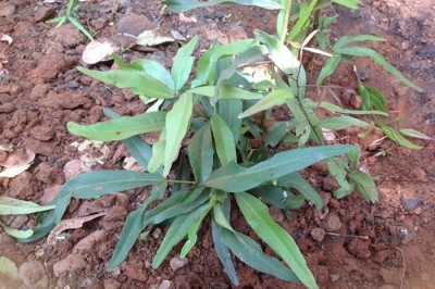 Cây dược liệu cây Chan chan - Niebuhria siamensis Kurz