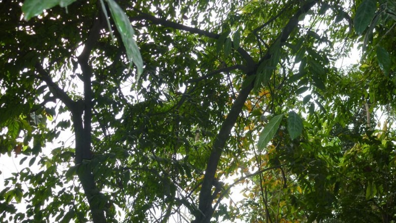 Cây dược liệu cây Chanh ốc, Chẩn, Sắng rừng, Rau mỳ chính - Microdesmis caseariaefolia Planch. ex Hook