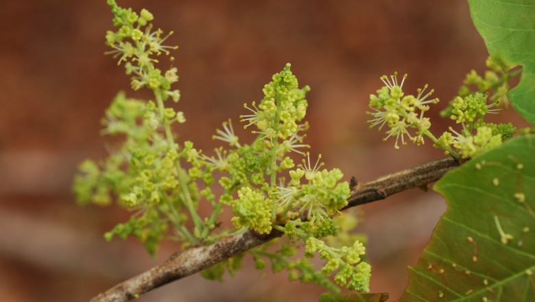 Cây dược liệu cây Cọ phèn, Dâu trường, Dấu dầu - Schleichera oleosa (Lour.) Oken