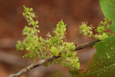 Cây dược liệu cây Cọ phèn, Dâu trường, Dấu dầu - Schleichera oleosa (Lour.) Oken