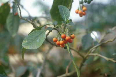 Cây dược liệu cây Chanh trường, Cà xoắn - Solanum spirale Roxb