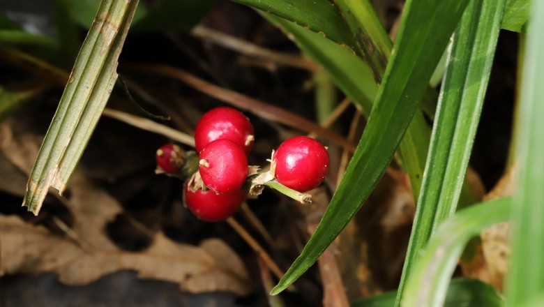 Cây dược liệu cây Cỏ quan âm - Reineckea carnea (Andr.) Kunth