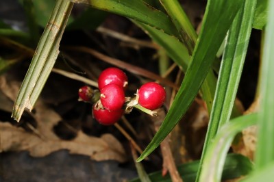 Cây dược liệu cây Cỏ quan âm - Reineckea carnea (Andr.) Kunth