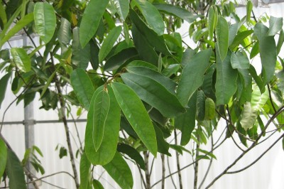 Cây dược liệu cây Chân kiềng, Cây chân kiềng - Goniothalamus chartaceus 