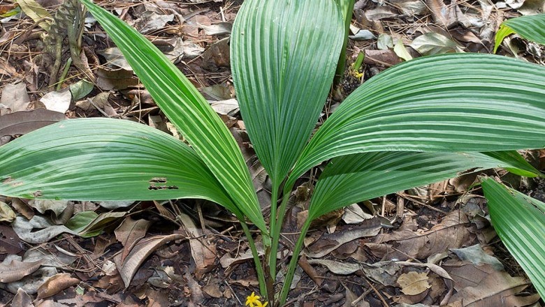 Cây dược liệu cây Cồ nốc lá lớn, Sâm cau lá lớn - Curculigo latifolia Dryaand. ex Ait.f. (Molineria latifolia (Dryand. ex Ait.f.) Harb. ex Kurz)