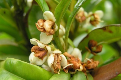 Cây dược liệu cây Còng da, Xương cá - Calophyllum membranaceum Gardn. et Champ