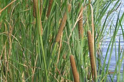Cây dược liệu cây Cỏ nến lá hẹp, Bồn bồn, Thủy hương - Typha angustifolia L
