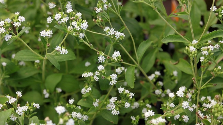 Cây dược liệu cây Cỏ ngọt, Cỏ đường, Cúc ngọt - Stevia rebaudiana (Bert.) Hemsl. (Eupatorium rebaudianum Bert.)