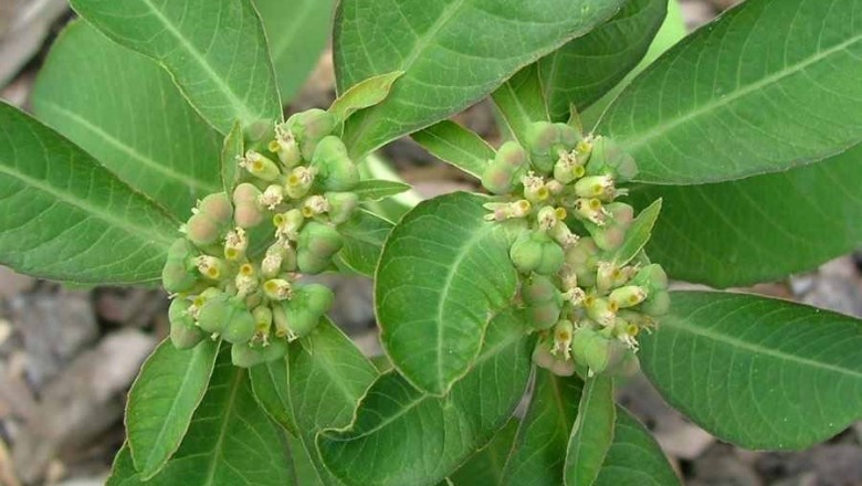 Cây dược liệu cây Cỏ mủ hay Cỏ sữa khác lá - Euphorbia heterophylla L