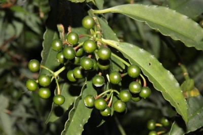 Cây dược liệu cây Cơm nguội xanh tươi, Cơm nguội độc - Ardisia virens Kurz. (A. tonkinensis A. DG. A. evonymifolia Pit., A. stellifera Pit