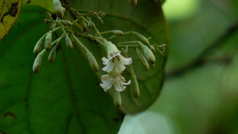 Cây dược liệu cây Chân trâu, Cây móng bò, Tai voi - Bauhinia malabarica Roxb