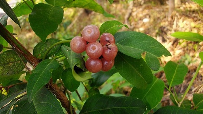 Cây dược liệu cây Cơm rượu - Glycosmis pentaphylla (Retz.) Correa