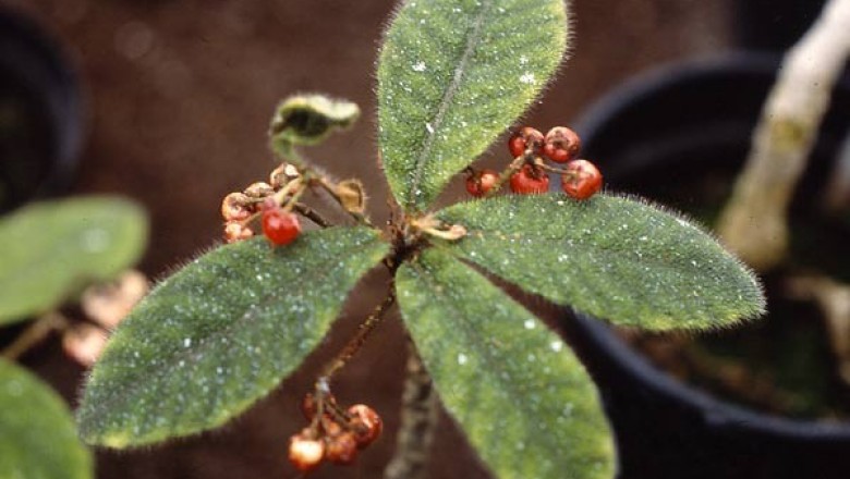 Cây dược liệu cây Cơm nguội vòi - Ardisia mamillata Hance