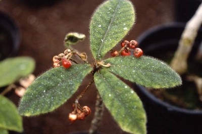 Cây dược liệu cây Cơm nguội vòi - Ardisia mamillata Hance