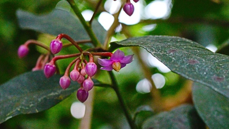 Cây dược liệu cây Cơm nguội nhỏ, Lục chột, Cây dang dang - Ardisia humilis Vahl