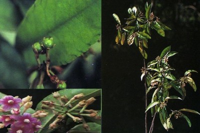 Cây dược liệu cây Cơm nguội ngù - Ardisia corymbifera Mez