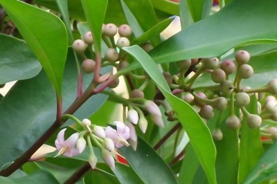 Cây dược liệu cây Cơm nguội màu, Cơm muỗi ăn - Ardisia colorata Roxb