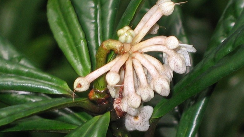 Cây dược liệu cây Cơm nguội tuyến - Ardisia punctata Lindl