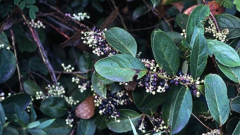 Cây dược liệu cây Châu thụ - Gaultheria fragrantissima Wall