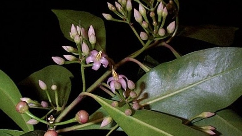 Cây dược liệu cây Cơm nguội mộc - Ardisia arborescens Wall. ex A. DC