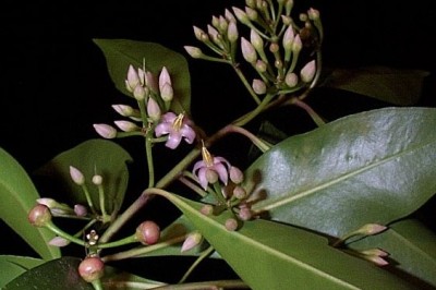 Cây dược liệu cây Cơm nguội mộc - Ardisia arborescens Wall. ex A. DC