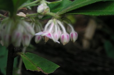 Cây dược liệu cây Cơm nguội lông, Cơm nguội áo - Ardisia villosa Roxb