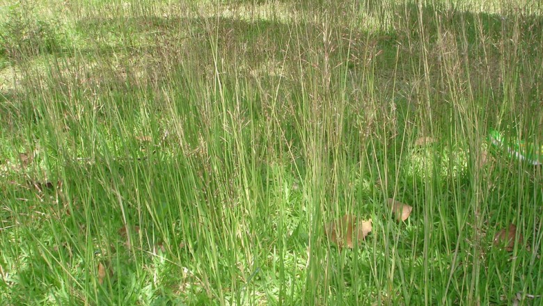 Cây dược liệu cây Cỏ may - Chrysopogon aciculatus (Retz.) Trin