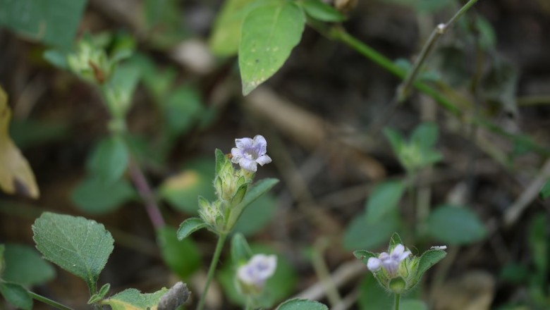 Cây dược liệu cây Cơm nếp - Strobilanthes affinis (Griff.) Y.G. Tang (S. acrocephalus T. Anders, var. glabrior R. Ben