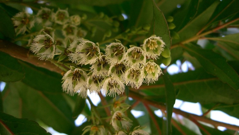 Cây dược liệu cây Côm lá thon, Côm bộng - Elaeocarpus lanceifolius Roxb. (E. lacunosus Wall. ex Kurz)